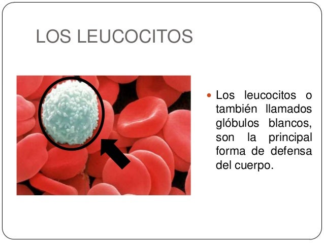 INTRODUCCIÓN A LOS LEUCOCITOS