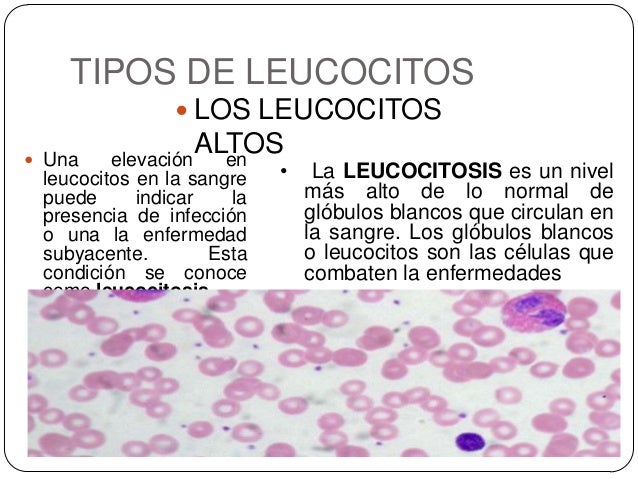 enfermedades de los gatos y sus sintomas