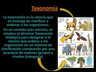 Taxonomía
La taxonomía es la ciencia que
se encarga de clasificar y
ordenar a los organismos.
En un sentido más estricto, se
emplea el término Taxonomía
biológica para designar a la
ciencia que ordena a los
organismos en un sistema de
clasificación compuesto por una
jerarquía de taxones (grupo) y
niveles (categoría).
 
