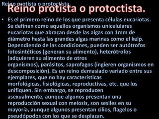 Reino protista o protoctista.
• Es el primero reino de los que presenta células eucariotas.
Se definen como aquellos organismos unicelulares
eucariotas que abracan desde las algas con 1mm de
diámetro hasta las grandes algas marinas como el kelp.
Dependiendo de las condiciones, pueden ser autótrofos
fotosintéticos (generan su alimento), heterótrofos
(adquieren su alimento de otros
organismos), parásitos, saprofagos (ingieren organismos en
descomposición). Es un reino demasiado variado entre sus
ejemplares, que no hay características
morfológicas, fisiológicas, reproductivas, etc. que los
unifiquen. Sin embargo, se reproducen
asexualmente, aunque algunos presentan una
reproducción sexual con meiosis, son sesiles en su
mayoría, aunque algunos presentan cilios, flagelos o
pseudópodos con los que se desplazan.
 