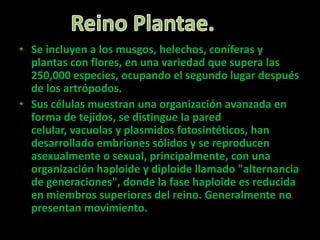 • Se incluyen a los musgos, helechos, coníferas y
plantas con flores, en una variedad que supera las
250,000 especies, ocupando el segundo lugar después
de los artrópodos.
• Sus células muestran una organización avanzada en
forma de tejidos, se distingue la pared
celular, vacuolas y plasmidos fotosintéticos, han
desarrollado embriones sólidos y se reproducen
asexualmente o sexual, principalmente, con una
organización haploide y diploide llamado "alternancia
de generaciones", donde la fase haploide es reducida
en miembros superiores del reino. Generalmente no
presentan movimiento.
 