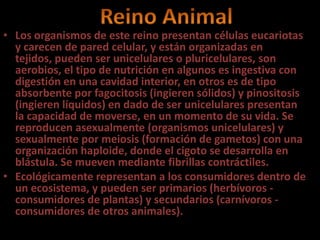 • Los organismos de este reino presentan células eucariotas
y carecen de pared celular, y están organizadas en
tejidos, pueden ser unicelulares o pluricelulares, son
aerobios, el tipo de nutrición en algunos es ingestiva con
digestión en una cavidad interior, en otros es de tipo
absorbente por fagocitosis (ingieren sólidos) y pinositosis
(ingieren líquidos) en dado de ser unicelulares presentan
la capacidad de moverse, en un momento de su vida. Se
reproducen asexualmente (organismos unicelulares) y
sexualmente por meiosis (formación de gametos) con una
organización haploide, donde el cigoto se desarrolla en
blástula. Se mueven mediante fibrillas contráctiles.
• Ecológicamente representan a los consumidores dentro de
un ecosistema, y pueden ser primarios (herbívoros -
consumidores de plantas) y secundarios (carnívoros -
consumidores de otros animales).
 