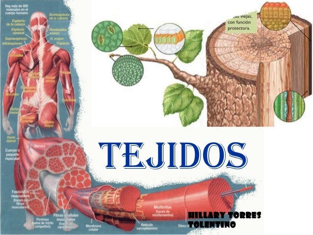 LOS TEJIDOS ( vegetales y animales)
