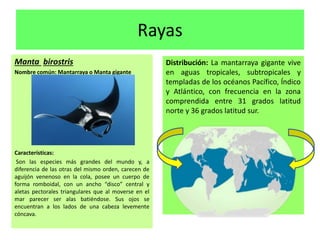Presentacion de tiburones y rayas 7 | PPTX
