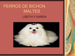 PERROS DE BICHON
       MALTES
       LISETH Y KAREN
 