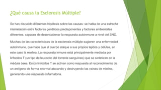 ¿Qué causa la Esclerosis Múltiple?
Se han discutido diferentes hipótesis sobre las causas: se habla de una estrecha
interrelación entre factores genéticos predisponentes y factores ambientales
diferentes, capaces de desencadenar la respuesta autoinmune a nivel del SNC.
Muchas de las características de la esclerosis múltiple sugieren una enfermedad
autoinmune, que hace que el cuerpo ataque a sus propios tejidos y células, en
este caso la mielina. La respuesta inmune está principalmente mediada por
linfocitos T (un tipo de leucocito del torrente sanguíneo) que se sintetizan en la
médula ósea. Estos linfocitos T se activan como respuesta al reconocimiento de
un antígeno de forma anormal atacando y destruyendo las vainas de mielina,
generando una respuesta inflamatoria.
 