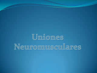 Uniones Neuromusculares 