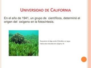 UNIVERSIDAD DE CALIFORNIA
En el año de 1941, un grupo de científicos, determinó el
origen del oxígeno en la fotosíntesis.
Expusieron el alga verde Chlorella a un agua
había sido marcada con oxígeno 18.
 