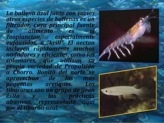 La ballena azul junto con varios otros especies de ballenas es un filtrador, cuya principal fuente de alimento es el zooplancton, especialmente eufáusidos, o "krill". El necton incluyen rápidamente muchos nadadores y eficientes, como los calamares, que utilizan su propia variedad de Propulsión a Chorro. Bonito del norte se aprovechan de los más pequeños arenques. Los tiburones son un grupo de gran éxito y las prácticas abusivas, representada aquí por el tiburón azul. 