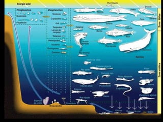 Presentacion de zona fotica