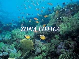 JEANNINA TOMALÁZONA FOTICA