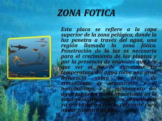 ZONAFOTICAEsta placa se refiere a la capa superior de la zona pelágica, donde la luz penetra a través del agua, una región llamada la zona fótica. Penetración de la luz es necesaria para el crecimiento de las plantas y por la presencia de animales que hay que ver el fin de alimentar. La temperatura del agua tiene una gran influencia sobre la tasa de crecimiento de organismos y el metabolismo, y el movimiento del agua juega un papel importante en la zona pelágica donde los organismos ya sea la deriva con la corriente para nadar o dentro de ella. 