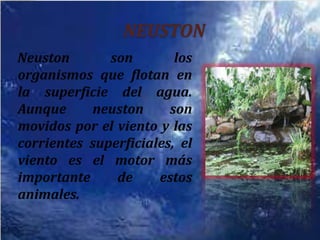NEUSTONNeuston son los organismos que flotan en la superficie del agua. Aunque neuston son movidos por el viento y las corrientes superficiales, el viento es el motor más importante de estos animales. 