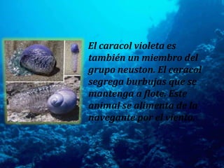 El caracol violeta es también un miembro del grupo neuston. El caracol segrega burbujas que se mantenga a flote. Este animal se alimenta de la navegante por el viento. 
