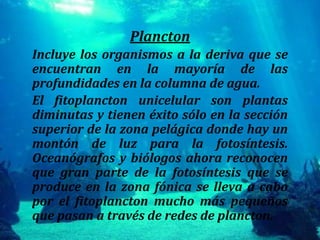 PlanctonIncluye los organismos a la deriva que se encuentran en la mayoría de las profundidades en la columna de agua.El fitoplancton unicelular son plantas diminutas y tienen éxito sólo en la sección superior de la zona pelágica donde hay un montón de luz para la fotosíntesis. Oceanógrafos y biólogos ahora reconocen que gran parte de la fotosíntesis que se produce en la zona fónica se lleva a cabo por el fitoplancton mucho más pequeños que pasan a través de redes de plancton.