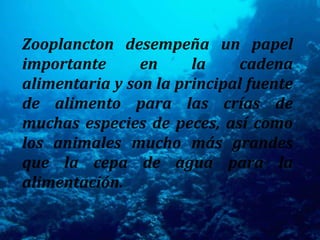 Zooplancton desempeña un papel importante en la cadena alimentaria y son la principal fuente de alimento para las crías de muchas especies de peces, así como los animales mucho más grandes que la cepa de agua para la alimentación.