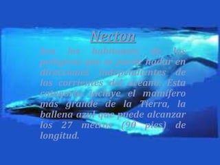 NectonSon los habitantes de las pelágicas que se puede nadar en direcciones independientes de las corrientes del océano. Esta categoría incluye el mamífero más grande de la Tierra, la ballena azul que puede alcanzar los 27 metros (90 pies) de longitud. 