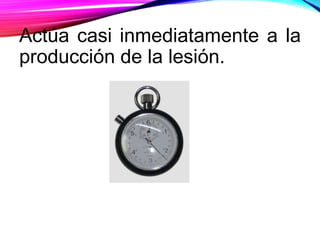 Actúa casi inmediatamente a la
producción de la lesión.
 