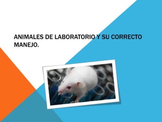 ANIMALES DE LABORATORIO Y SU CORRECTO
MANEJO.
 