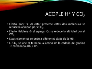 ACOPLE H+ Y CO2
• Efecto Bohr  Al estar presente estas dos moléculas se
reduce la afinidad por el O2.
• Efecto Haldane  al agregar O2 se reduce la afinidad por el
CO2.
• Estos elementos se unen a diferentes sitios de la Hb.
• El CO2 se une al terminal α-amino de la cadena de globina
 carbamino-Hb + H+.
 