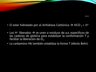 …
• O estar hidratado por al Anhidrasa Carbónica  HCO-
3 + H+
.
• Los H+ liberados  se unen a residuos de a.a. específicos de
las cadenas de globina para estabilizar la conformación T y
facilitar la liberación de O2.
• La carbamino-Hb también estabiliza la forma T (efecto Bohr).
 