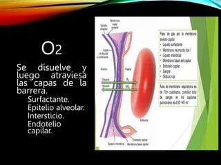 O2
Se disuelve y
luego atraviesa
las capas de la
barrera.
Surfactante.
Epitelio alveolar.
Intersticio.
Endotelio
capilar.
 