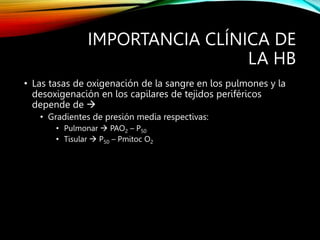 IMPORTANCIA CLÍNICA DE
LA HB
• Las tasas de oxigenación de la sangre en los pulmones y la
desoxigenación en los capilares de tejidos periféricos
depende de 
• Gradientes de presión media respectivas:
• Pulmonar  PAO2 – P50
• Tisular  P50 – Pmitoc O2
 