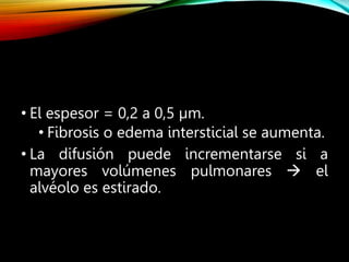 • El espesor = 0,2 a 0,5 µm.
• Fibrosis o edema intersticial se aumenta.
• La difusión puede incrementarse si a
mayores volúmenes pulmonares  el
alvéolo es estirado.
 