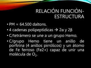 RELACIÓN FUNCIÓN-
ESTRUCTURA
• PM = 64.500 daltons.
• 4 cadenas polipeptídicas  2α y 2β
• C/tetrámero se une a un grupo Hemo.
• C/grupo Hemo tiene un anillo de
porfirina (4 anillos pirrólicos) y un átomo
de Fe ferroso (Fe2+) capaz de unir una
molécula de O2.
 