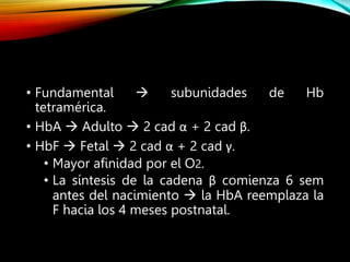 • Fundamental  subunidades de Hb
tetramérica.
• HbA  Adulto  2 cad α + 2 cad β.
• HbF  Fetal  2 cad α + 2 cad γ.
• Mayor afinidad por el O2.
• La síntesis de la cadena β comienza 6 sem
antes del nacimiento  la HbA reemplaza la
F hacia los 4 meses postnatal.
 