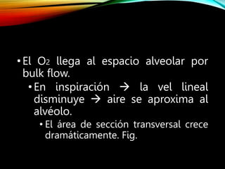 •El O2 llega al espacio alveolar por
bulk flow.
•En inspiración  la vel lineal
disminuye  aire se aproxima al
alvéolo.
• El área de sección transversal crece
dramáticamente. Fig.
 