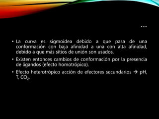 …
• La curva es sigmoidea debido a que pasa de una
conformación con baja afinidad a una con alta afinidad,
debido a que más sitios de unión son usados.
• Existen entonces cambios de conformación por la presencia
de ligandos (efecto homotrópico).
• Efecto heterotrópico acción de efectores secundarios  pH,
T, CO2.
 