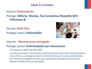 Vacuna: Pentavalente
Protege: Difteria, Tétanos, Tos Convulsiva /Hepatitis B/H.
Influenzae B.
Vacuna: Polio Oral
Protege contra: Poliomielitis
Vacuna: Neumococica conjugada
Protege contra: Enfermedades por neumococo
Se incorpora a partir del año 1978.
Las infecciones por el neumococo se presentan con mayor frecuencia durante los
meses fríos y su contagio se da de la misma forma que en otras enfermedades,
por medio de las gotitas de saliva que una persona portadora de la bacteria
expulsa al hablar, toser o estornudar.
Edad: 2 y 4 meses
 