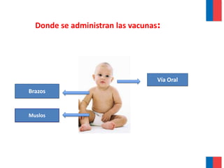 Donde se administran las vacunas:
Vía Oral
Brazos
Muslos
 