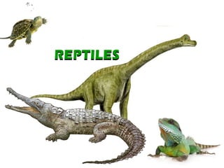 REPTILES REPTILES 