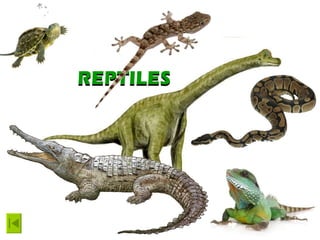 REPTILES REPTILES 