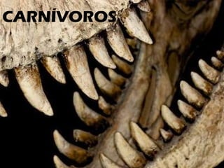 CARNÍVOROS 