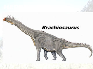 HERBÍVOROS Brachiosaurus 