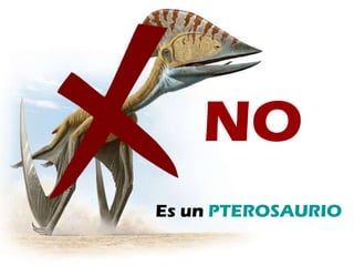 NO Es un  PTEROSAURIO NO 
