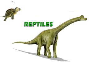 REPTILES REPTILES 