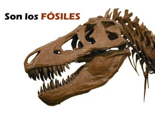 Son los  FÓSILES 