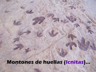 Montones de huellas ( Icnitas )… 