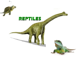 REPTILES REPTILES 