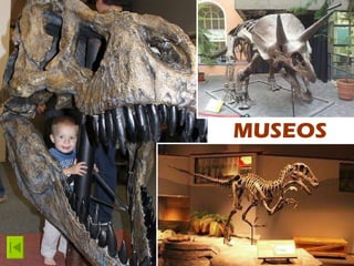 Los podemos ver  en los  MUSEOS 