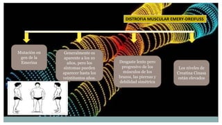 Presentacion distrofia muscular | PPTX