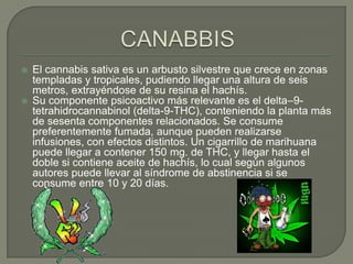    El cannabis sativa es un arbusto silvestre que crece en zonas
    templadas y tropicales, pudiendo llegar una altura de seis
    metros, extrayéndose de su resina el hachís.
   Su componente psicoactivo más relevante es el delta–9-
    tetrahidrocannabinol (delta-9-THC), conteniendo la planta más
    de sesenta componentes relacionados. Se consume
    preferentemente fumada, aunque pueden realizarse
    infusiones, con efectos distintos. Un cigarrillo de marihuana
    puede llegar a contener 150 mg. de THC, y llegar hasta el
    doble si contiene aceite de hachís, lo cual según algunos
    autores puede llevar al síndrome de abstinencia si se
    consume entre 10 y 20 días.
 