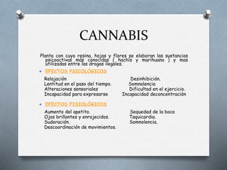 CANNABIS
Planta con cuya resina, hojas y flores se elaboran las sustancias
psicoactivas más conocidas ( hachís y marihuana ) y mas
utilizadas entre las drogas ilegales.
 EFECTOS PSICOLÓGICOS
Relajación Desinhibición.
Lentitud en el paso del tiempo. Somnolencia
Alteraciones sensoriales Dificultad en el ejercicio.
Incapacidad para expresarse Incapacidad deconcentración
 EFECTOS FISIOLÓGICOS
Aumento del apetito. Sequedad de la boca
Ojos brillantes y enrojecidos. Taquicardia.
Sudoración. Somnolencia.
Descoordinación de movimientos.
 