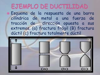 EJEMPLO DE DUCTILIDADEsquema de la respuesta de una barra cilíndrica de metal a una fuerza de tracción de  dirección opuesta a sus extremos. (a) fractura frágil (B) fractura dúctil (c) fractura totalmente dúctil