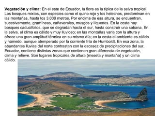 Vegetación y clima:  En el este de Ecuador, la flora es la típica de la selva tropical. Los bosques mixtos, con especies como el quino rojo y los helechos, predominan en las montañas, hasta los 3.000 metros. Por encima de esa altura, se encuentran, sucesivamente, gramíneas, cañaverales, musgos y líquenes. En la costa hay bosques caducifolios, que se degradan hacía el sur, hasta construir una sabana. En la selva, el clima es cálido y muy lluvioso; en las montañas varia con la altura y ofrece una gran amplitud térmica en su mismo día; en la costa el ambiente es cálido y húmedo, aunque atemperado por la corriente fría de Humboldt. En esa zona, la abundantes lluvias del norte contrastan con la escasez de precipitaciones del sur. Ecuador, contiene distintas zonas que contienen gran diferencia de vegetación, clima y relieve. Son lugares tropicales de altura (meseta y montaña) y un clima cálido.  