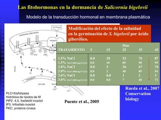 Las fitohormonas en la dormancia de Salicornia bigelovii
Días
TRATAMIENTO 5 15 25 35 45
1.5% NaCl 0.0 20 52 76 87
1.5% NaCl (800 mg/l GA3) 0.0 18 89 98 99
2.0% NaCl 0.0 5 36 67 76
2.0% NaCl (800 mg/l GA3) 0.0 2 48 89 94
3.0% NaCl 0.0 0.0 1 2 3
3.0% NaCl (800 mg/l GA3) 0.0 0.0 7 40 73
Modificación del efecto de la salinidad
en la germinación de S. bigelovii por ácido
giberélico.
Puente et al., 2005
Rueda et al., 2007
Conservation
biology
Modelo de la transducción hormonal en membrana plasmática
PLC=fosfolipasa
Hidrólisis de lípidos de M
PIP2: 4,5, fosfatidil inositol
IP3: trifosfato inositol
PKC: proteina cinasa
 